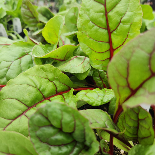 Chard, Rhubarb