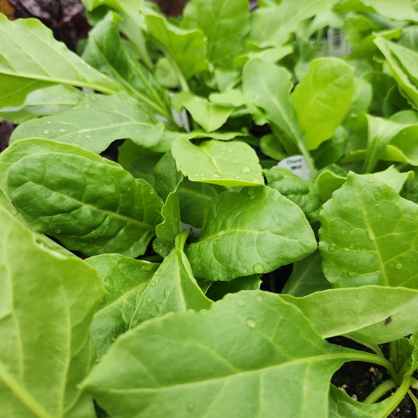 Chard, Perpetual Spinach