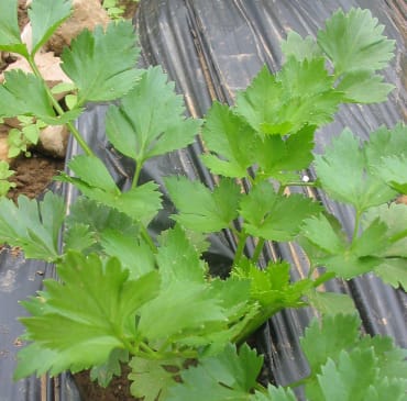 green cutting celery