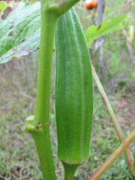 cajun jewel okra
