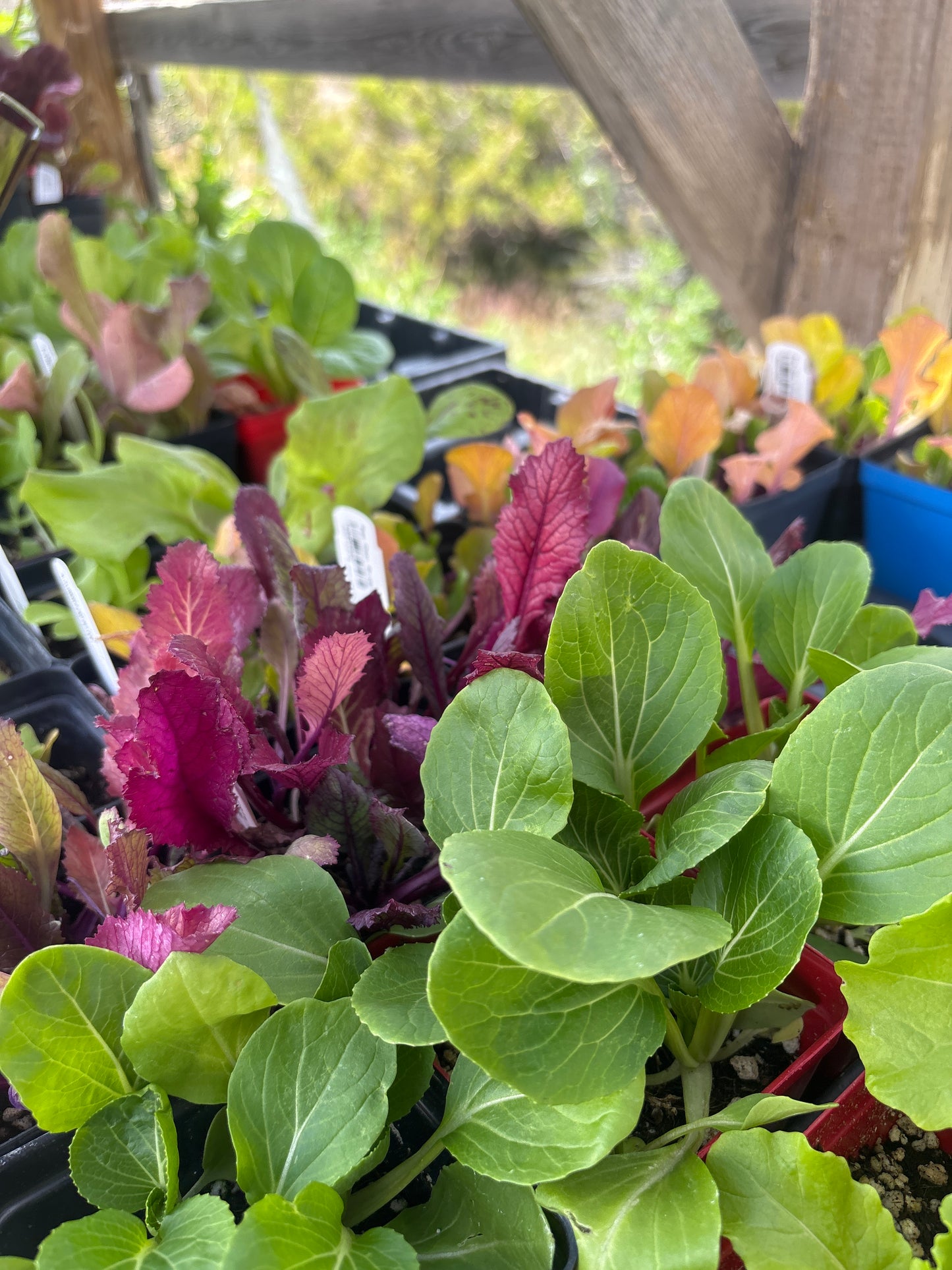 Veggies & Herbs - WWG