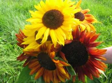 Autumn Beauty Mix Sunflower