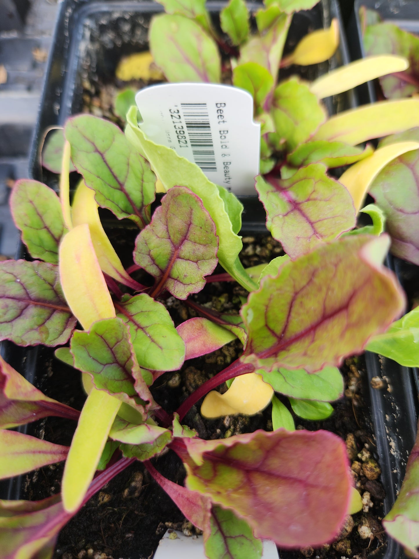 the bold and the beautiful beet blend