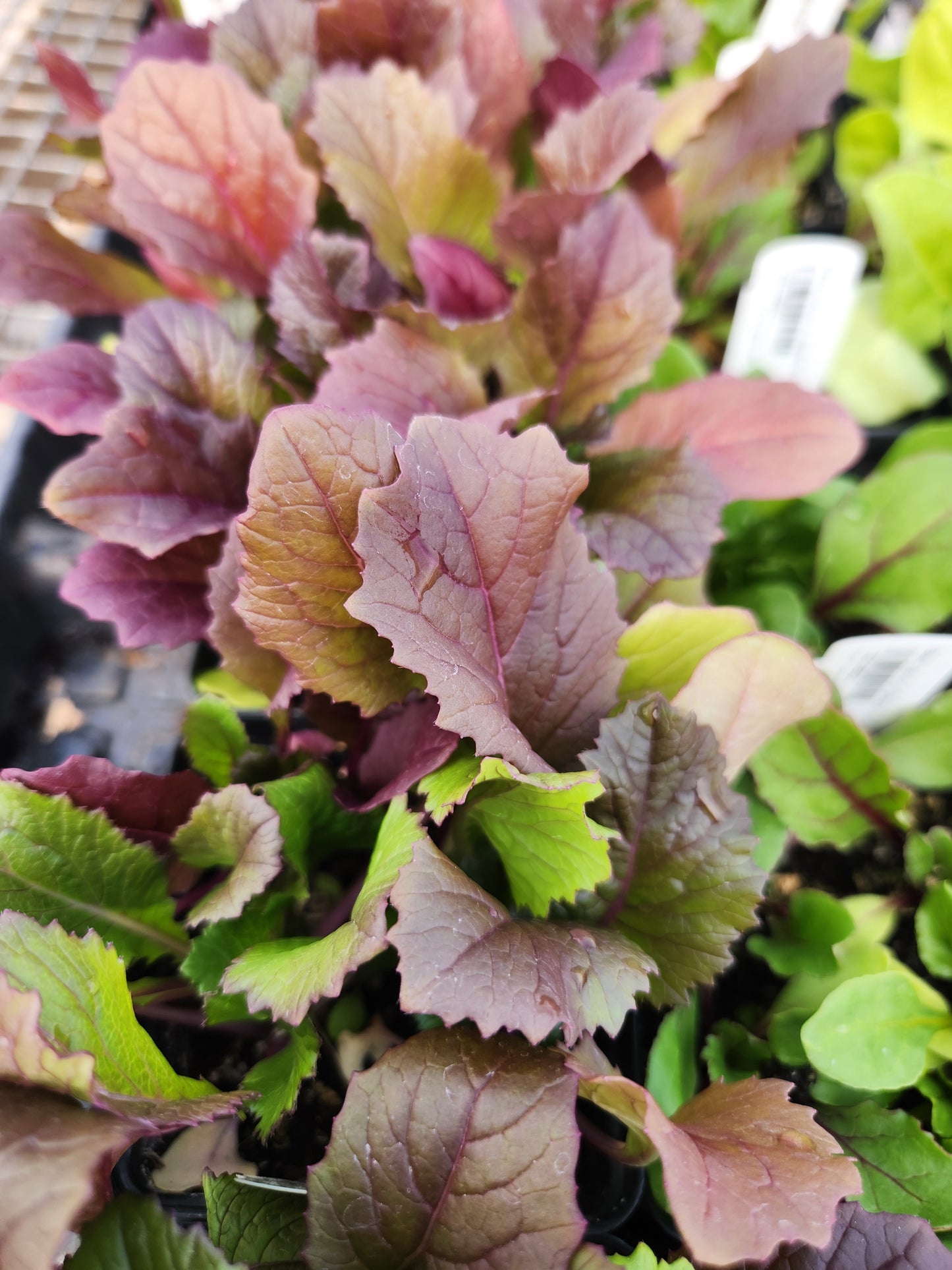 Purple Rapa Mustard Gene Pool