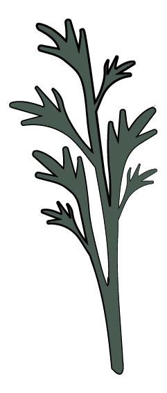 Dill, Leaf, Fernleaf